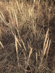 Muhlenbergia emersleyi