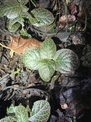 Fittonia albivenis
