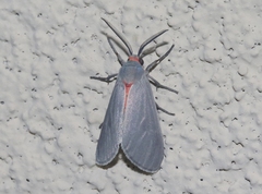 Pygarctia murina