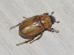 Cyclocephala lunulata