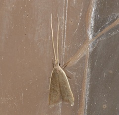 Homaloxestis multidentalis