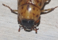 Cyclocephala lunulata