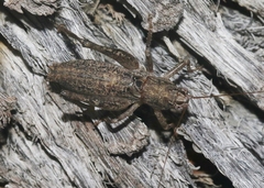 Ateloplus schwarzi