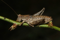 Ateloplus schwarzi