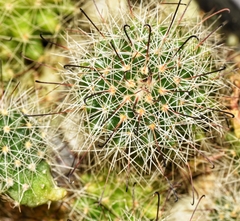 Mammillaria beneckei