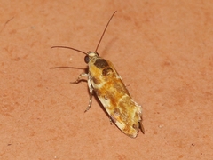 Spragueia jaguaralis