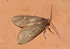 Euchaetes zella