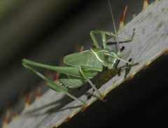 Insara elegans