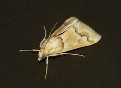 Pseudoschinia elautalis