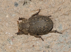Omorgus suberosus