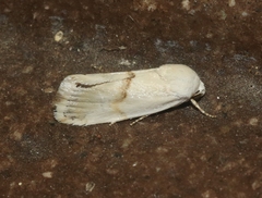 Ponometia elegantula