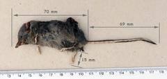 Sorex alpinus