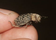 Omorgus suberosus