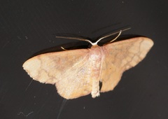 Metallaxis semipurpurascens