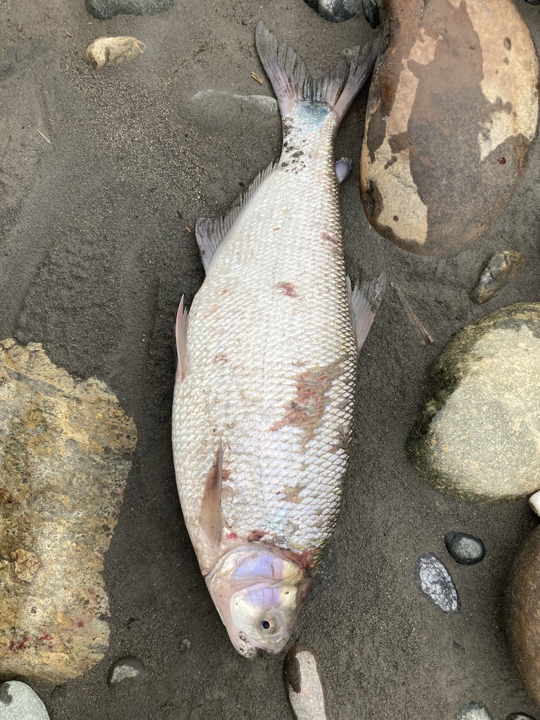 Scaly Brycon