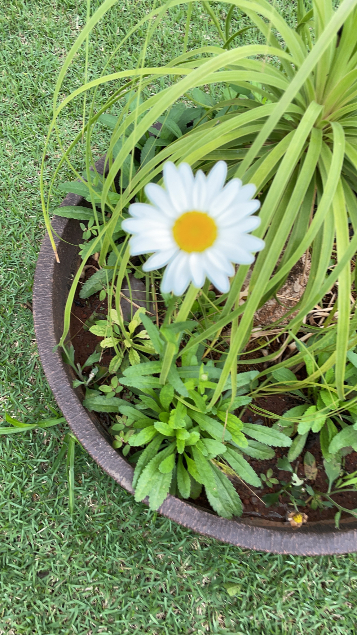 Leucanthemum maximum