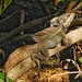 Basiliscus basiliscus - Photo (c) methlog,  זכויות יוצרים חלקיות (CC BY-NC)