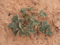 Hoffmannseggia repens