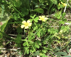 Oxalis corniculata