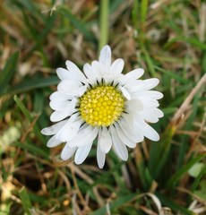 Bellis perennis
