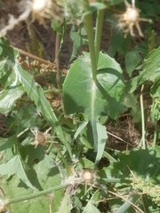 Sonchus oleraceus image