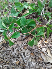 Cissus trifoliata