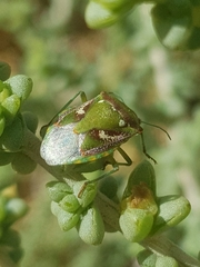 Chroantha ornatula