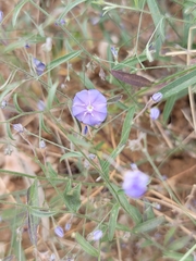 Evolvulus arizonicus