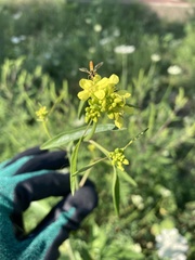 Rhamphospermum nigrum