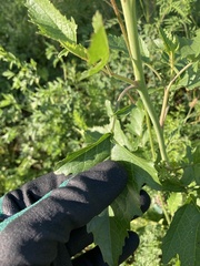 Rhamphospermum nigrum