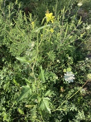 Rhamphospermum nigrum