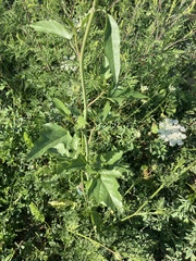 Rhamphospermum nigrum