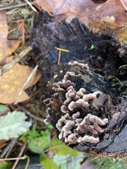 Steccherinum bourdotii