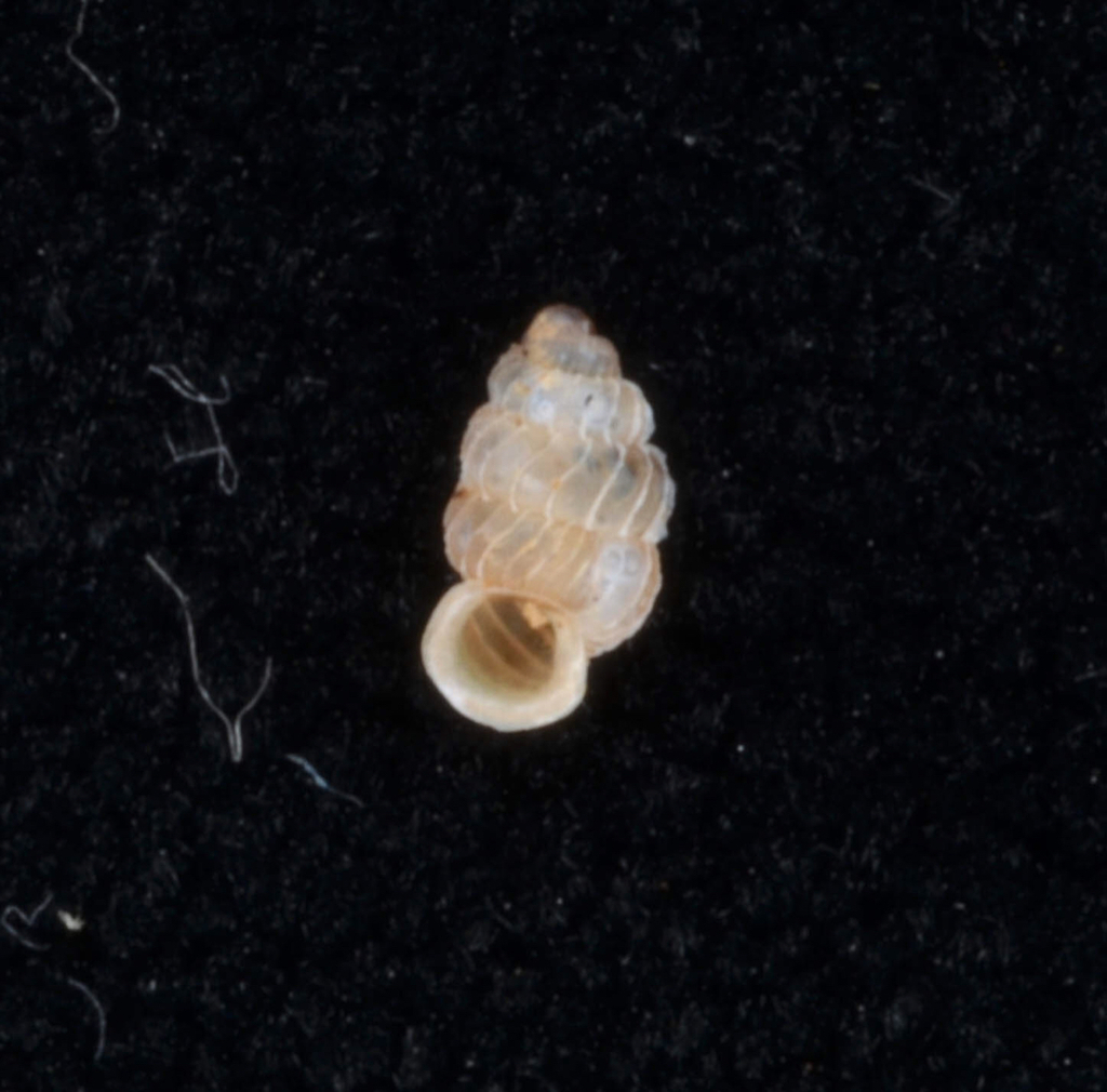 Adelopoma paulistanum