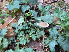 Psathyrella gracilis