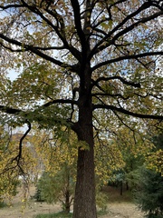 Liquidambar styraciflua