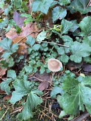 Psathyrella gracilis
