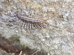 Scutigera coleoptrata
