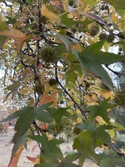 Liquidambar styraciflua