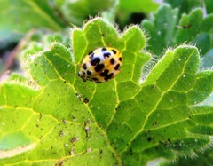 Psyllobora variegata