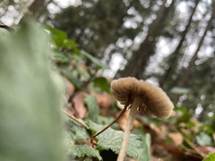 Psathyrella gracilis