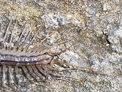 Scutigera coleoptrata