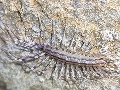 Scutigera coleoptrata