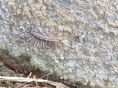 Scutigera coleoptrata