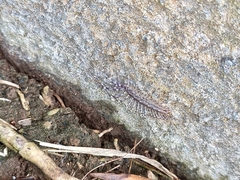 Scutigera coleoptrata