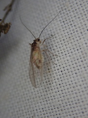 Stenopsocus