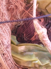 Asaphobelis physonychus