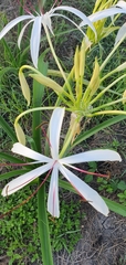 Crinum flaccidum