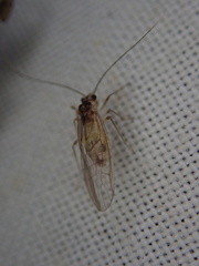 Stenopsocus