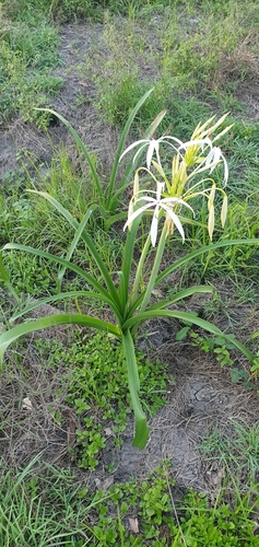 Image of Crinum flaccidum by no rights reserved